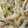 さざんか©'s cooksnap of when they made もやしとかいわれ大根の昆布茶和え.