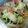 クロだんご's cooksnap of when they made 簡単！きゅうりとみょうがの浅漬け。.
