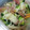 クロだんご's cooksnap of when they made 簡単！きゅうりとみょうがの浅漬け。.