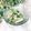 Satoco❋'s cooksnap of when they made レンジでアスパラとしらすのマヨポン和え.