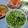 クックI7I5L1☆'s cooksnap of when they made 我が家のしその保存方法.