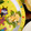けーこころん's cooksnap of when they made 絹さやと卵の簡単サラダ♪.