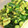 ムーヒツジ's cooksnap of when they made よだれ鶏のたれと胡瓜で！たたききゅうり。.