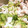 seacomet's cooksnap of when they made ダイエットにササミときゅうりの塩味和え物.