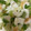 snow012's cooksnap of when they made クセになる♡セロリとちくわのサラダ♡.