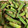 さちぶた♪'s cooksnap of when they made いんげんの胡麻和え.