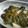 花ひとひら's cooksnap of when they made めかぶとしめじの梅和え.
