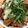 ＿＿は's cooksnap of when they made ツナとトマトのぶっかけ素麺『何食べ』#2.