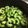 ハント☆'s cooksnap of when they made 苦くないゴーヤの下ごしらえ☆.