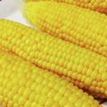 ☆★ケイト★☆'s cooksnap of when they made 簡単とうもろこしの茹で方　放置するだけ！.