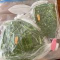 桃華0408's cooksnap of when they made 【野菜の冷凍保存】にら.