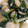 ぽんぽこ♩'s cooksnap of when they made 簡単＊本格！ほたてと青菜の中華炒め.