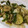 きらり流れ星's cooksnap of when they made ツナとズッキーニのネギ炒め！.