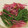 yokoyoko76's cooksnap of when they made 紫水菜の京風浅漬け.