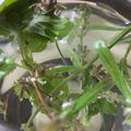 ふぁんころ's cooksnap of when they made マリーゴールド＆ローズ＆ラベンダーティー.
