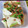 ＴＯＭＯＷＡＴ's cooksnap of when they made かぶの生姜炒め.