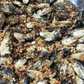 まゆゆゆゆゆ's cooksnap of when they made 煮干しの佃煮.