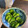 aircra151's cooksnap of when they made 自家製梅酢で作る♪簡単しば漬け.