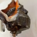 nzfriend's cooksnap of when they made アカニシ貝のお刺身.