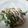 クックプ～'s cooksnap of when they made 簡単♩水菜しめじの塩昆布炒めのマヨ和え.