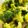クックIHJQRN☆'s cooksnap of when they made ブロッコリー★レンジで簡単茹で方.