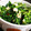 ゆるмαмα's cooksnap of when they made ベトナム風　空芯菜とニンニクの塩炒め.
