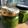 noamanma's cooksnap of when they made 簡単★便利★バジルペースト.