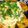 クックIT1UFK☆'s cooksnap of when they made 豆腐ステーキ★ネギマヨごま油.