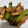 クックZVL9NR☆'s cooksnap of when they made ししとうと豚バラの甘辛煮　大量消費.