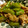 クックNN1BQ8☆'s cooksnap of when they made 簡単！ししとうの肉炒め.