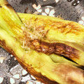 bellーりん's cooksnap of when they made なすといえばコレ簡単焼きナス.