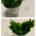 sayaendo＊'s cooksnap of when they made ビックリするほど大葉が長持ちする方法！.