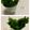 sayaendo＊'s cooksnap of when they made ビックリするほど大葉が長持ちする方法！.