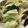 クック2FRXMY☆'s cooksnap of when they made 基本のお漬物★白菜の塩漬け 浅漬け.