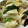 クック2FRXMY☆'s cooksnap of when they made 基本のお漬物★白菜の塩漬け 浅漬け.
