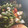 しまいんこ's cooksnap of when they made イカといんげんのガリバター炒め☆.