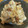 クリームドーナツ's cooksnap of when they made ＊豚肉の梅しょうが焼き＊.