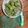 クックH86AFM☆'s cooksnap of when they made オクラの胡麻和え.