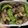 nonomura's cooksnap of when they made お弁当にも＊なすとししとうのみそ炒め♪.