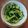 G_Yossan's cooksnap of when they made 小松菜と塩昆布の簡単炒め.
