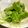 chikappe's cooksnap of when they made ✿いんげんのごまマヨ合え✿.