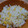 コリラックマー's cooksnap of when they made 芯までまるごと！とうもろこしごはん.