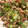 m11m11's cooksnap of when they made オクラとみょうがの梅風味のご飯のおとも.