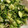 みずづいろ's cooksnap of when they made 豆苗とおくらのみょうが和え.