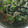 クックプ～'s cooksnap of when they made ✿オクラとえのきのごま酢であえ物✿.