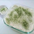 missmacky2000's cooksnap of when they made 簡単絶品♫抹茶ティラミス.