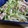 shokotang's cooksnap of when they made 簡単美味しい！豚肉と水菜のはりはり煮.