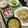 ぐりtoぐら's cooksnap of when they made 今からもう一品！大根の漬物.