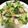 popet's cooksnap of when they made 簡単！小エビとブロッコリーの塩炒め.