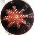 よんごひんご's cooksnap of when they made 香ばしい♪薄力粉でたこ焼き.